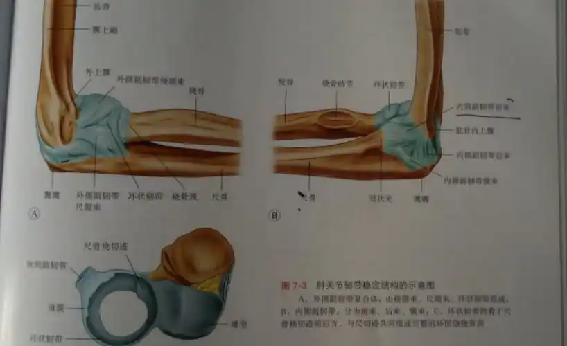 肘关节韧带结构