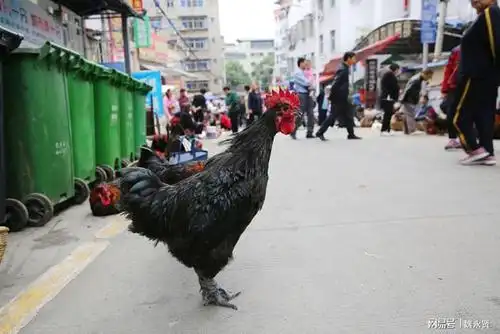 绑着腿的的公鸡站立在路边,昂首鸣叫,给城市的早晨带来了浓浓的乡村