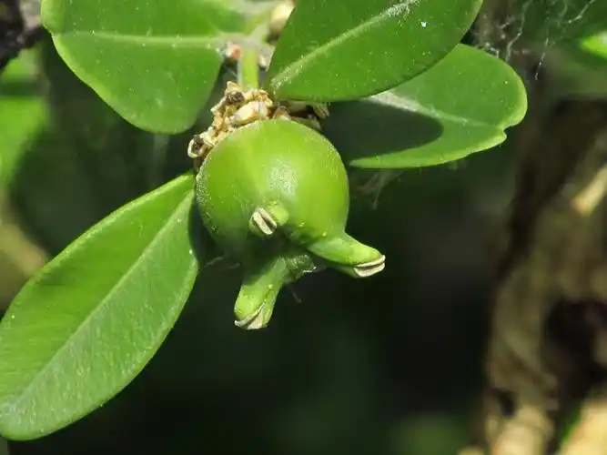 什么果实瓜子黄杨卡片机傻拍201862