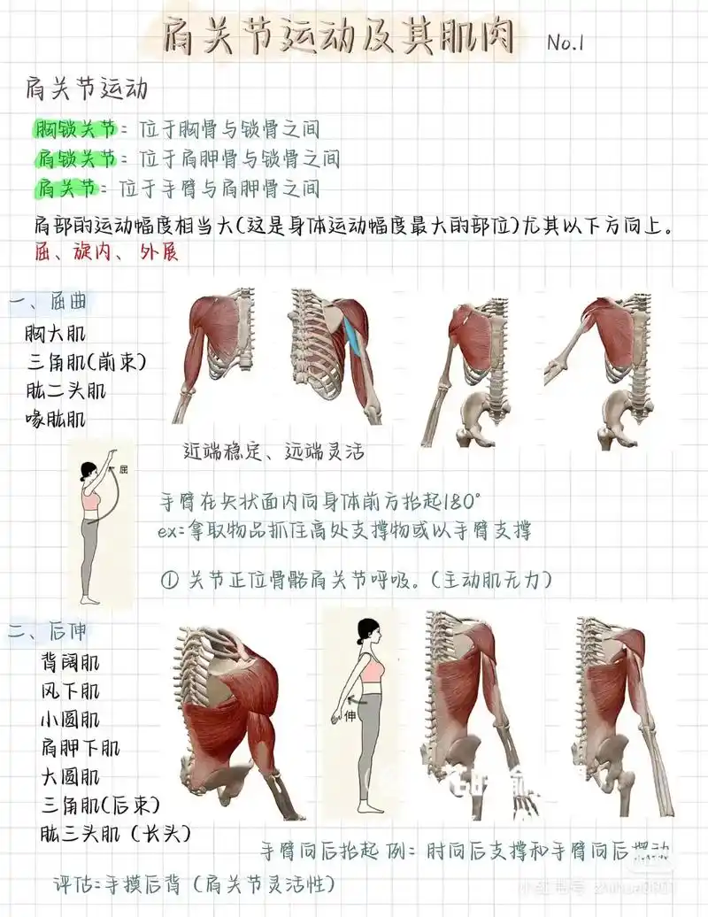 三头肌(长头) 三头肌 在身体锻炼时经常见到. 手臂绕着自 - 抖音