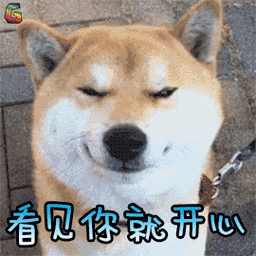 萌宠gif狗gif狗狗gif开心gif看见你就开心gifsoogifgifsoogif出品gif