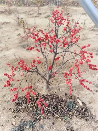 花说------北美冬青