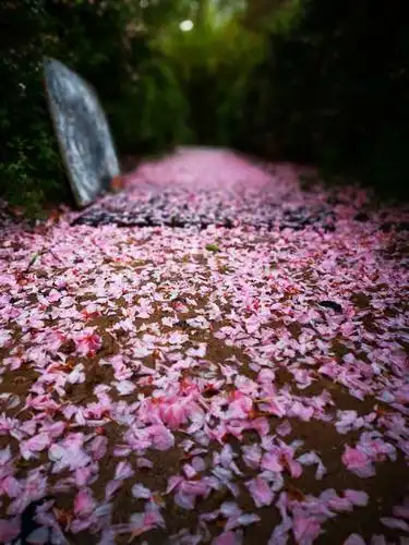 花雨(手机摄影)