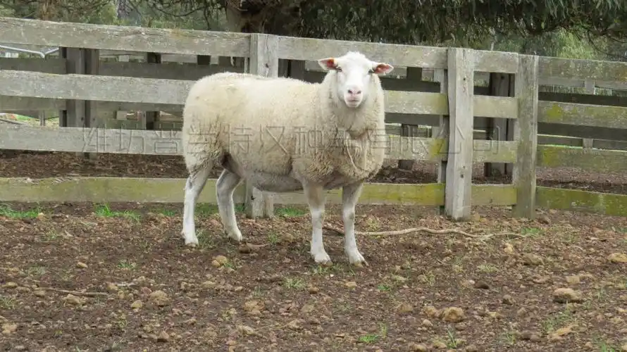 八大方面了解萨福克羊的特点
