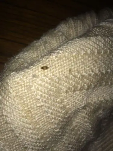 想问问在衣服被子里发现的,这是什么虫子?