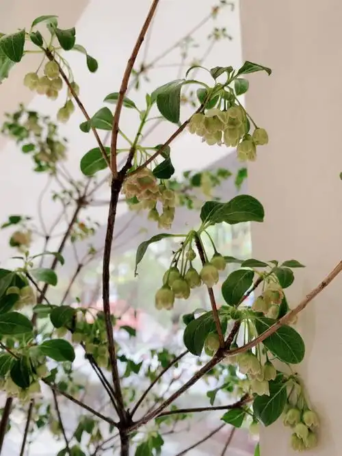 吊钟盆栽的花季悄然来临