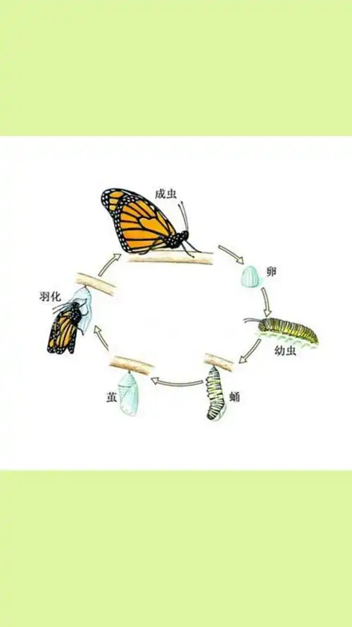 老师分组再次给我们讲解了毛毛虫变成蝴蝶的过程,我们都很认真.