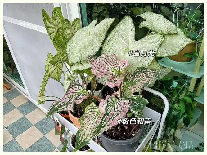 我亲爱的彩叶芋小推车品种名称如图