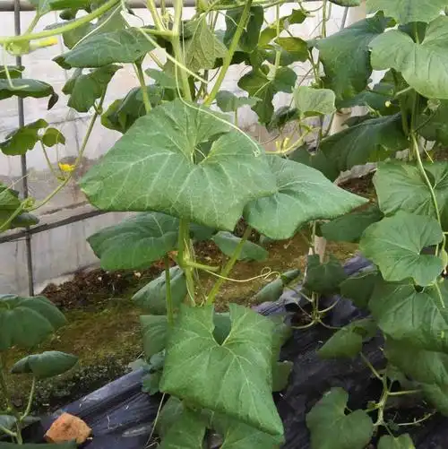 各位老师帮帮忙看下这个哈密瓜的叶子是怎么了?