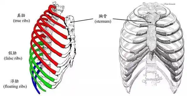 人体共有12对肋骨(24根).