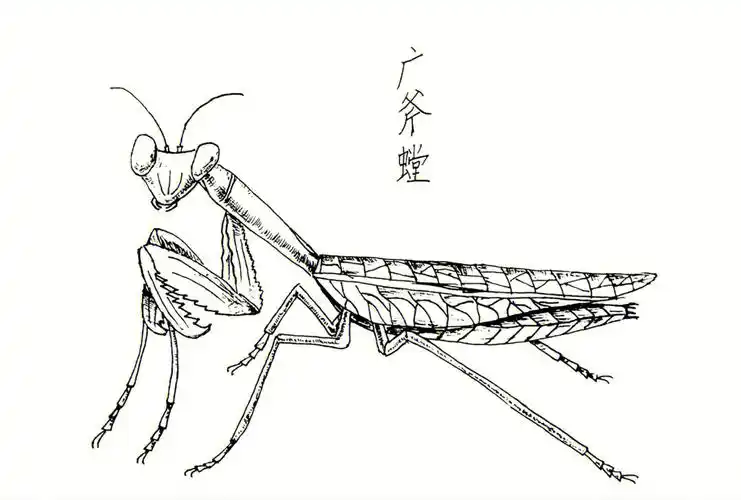 一年级孩子昆虫线描作品