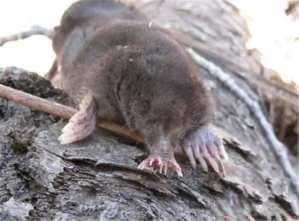 世上进食最快的动物,独特的花鼻子长有22只触手,能在水下闻气味_鼹鼠