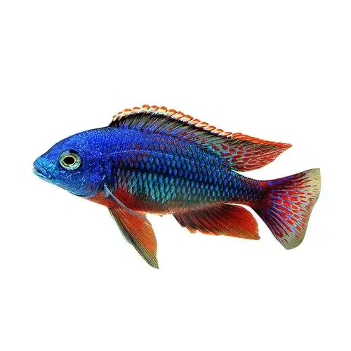 热带鱼观赏鱼三湖慈鲷马鲷岩栖鱼淡水活体鱼火焰红鲷鱼水族宠物鱼