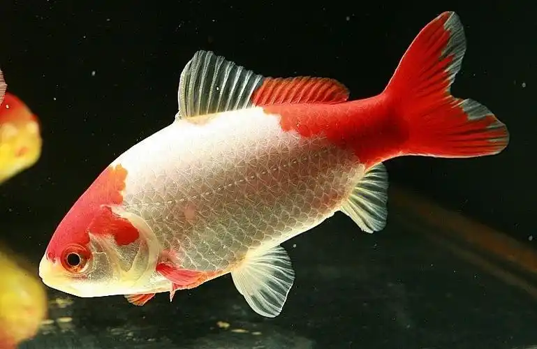 草金鱼的判别标准