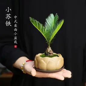 植物铁树