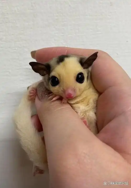 超级治愈蜜袋鼯,你的心化了吗