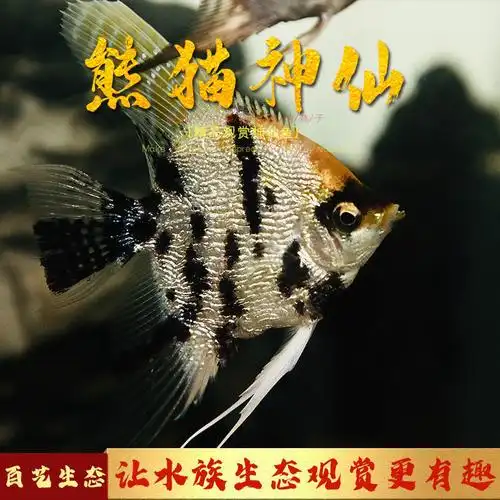 神仙仙鱼燕鱼热水水族热带观赏鱼熊猫三色雪燕鱼