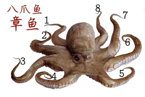章鱼,乌贼,鱿鱼,八爪鱼的区别,别再傻傻分不清楚