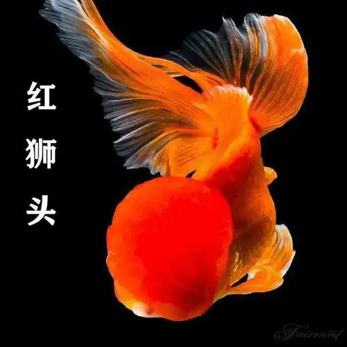 活体观赏金鱼淡水冷水鱼泰狮红鎏鸿运当头红狮狮头鱼