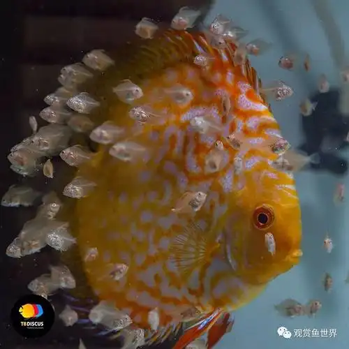 爱的延续从降生到起飞七彩神仙繁殖高清图片记录