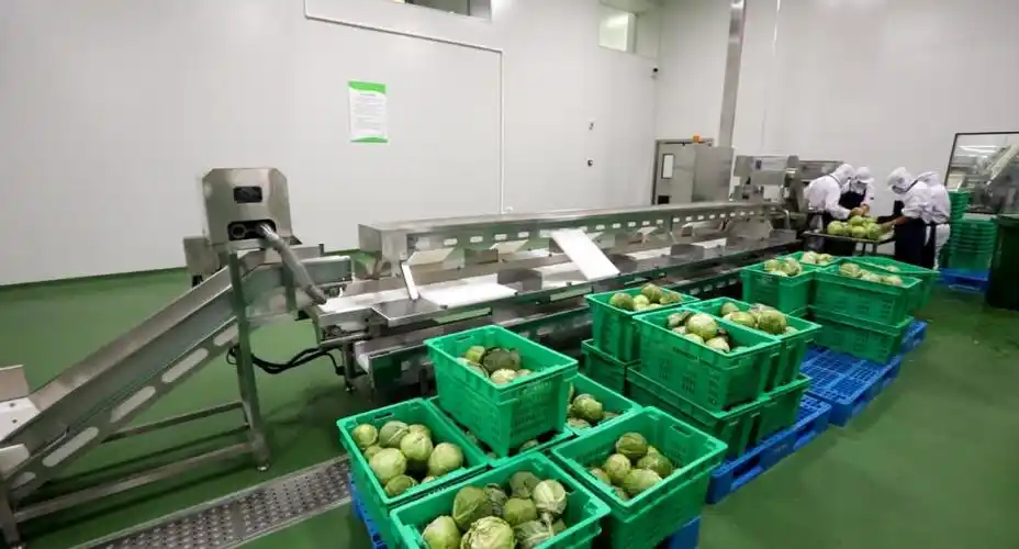 蛋类等等,除了原本到货,检测,分装的环节,净菜配送增加了加工环节