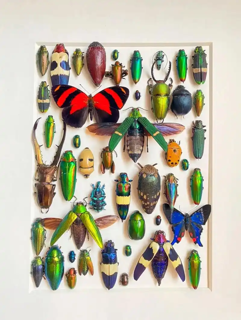 甲虫幼虫标本也可以制作精美工艺品哟!