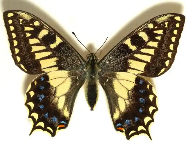 p>科西嘉凤蝶,又名 无尾金凤蝶,拉丁文学名:papilio hospiton,是世界