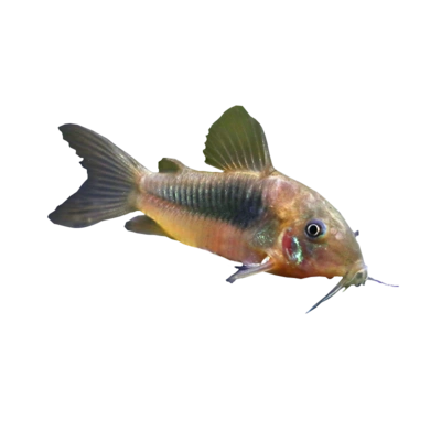 好耐养易活的鱼热带珍珠咖啡熊猫小型垃圾工具鼠鱼活体淡水观赏鱼