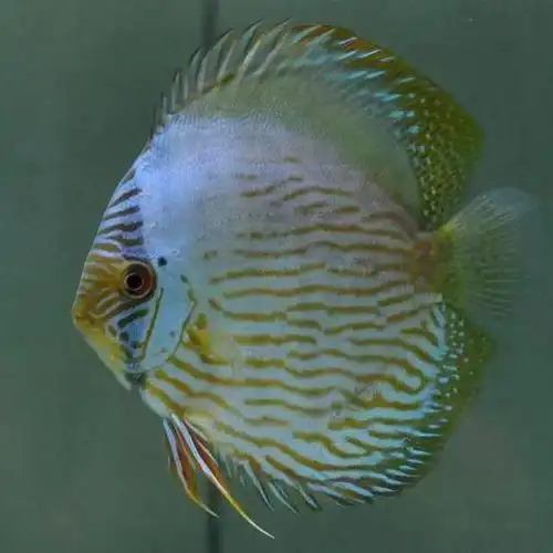 每天认识一种南美鱼81黑格尔七彩