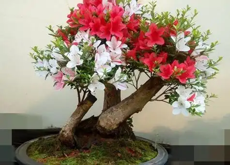 野生杜鹃花老桩养殖方法与养护事项