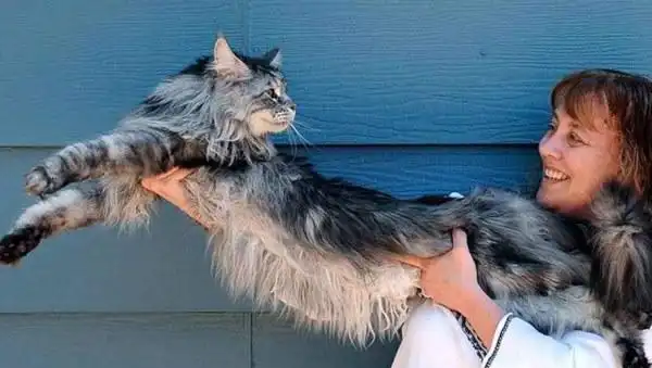 726斤的乌克兰巨猫angie世界上最大的猫乃ps作品