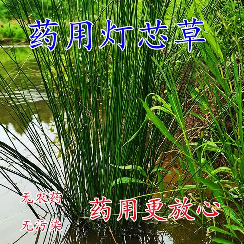 灯心草现挖灯芯草苗带泥虎须草龙须草水灯芯盆栽种植干品中草药材