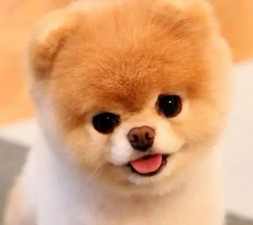 饲养乖巧可爱的茶杯犬,是要耗费很大的财力和付出不少的精力的