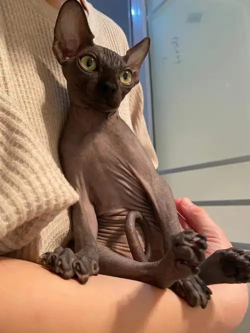 帅气的比鲁斯大人找家长