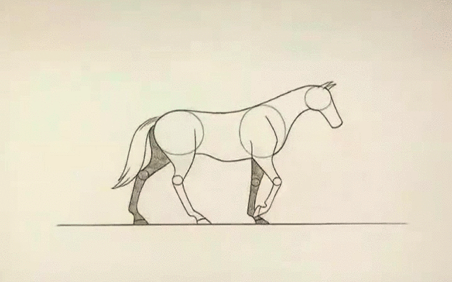 马的走路
