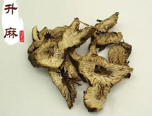 升麻图片|升麻的功效与作用-古中药养生网