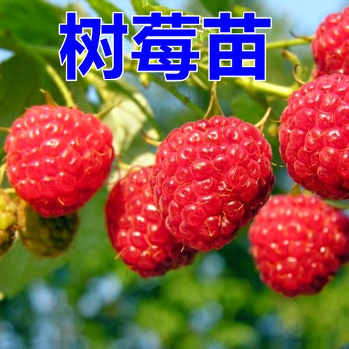 覆盆子黑树莓苗盆栽地栽双季红树莓黄树莓苗南方北方四季水果树