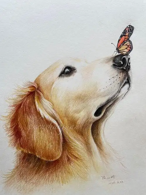 彩铅动物——金毛