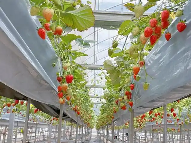 王子公主请采摘~|草莓|水果|柑橘|小番茄|柠檬园_网易订阅