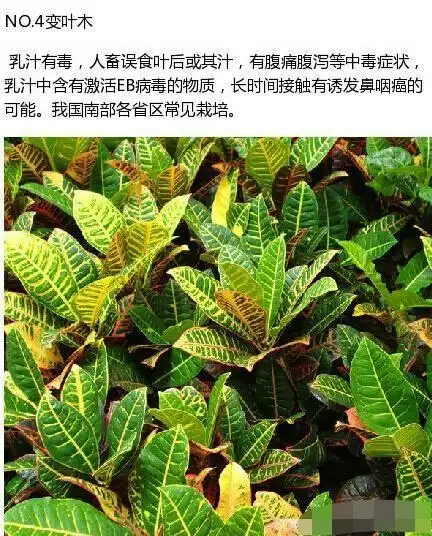 九种不能碰有毒的植物你知道几种?