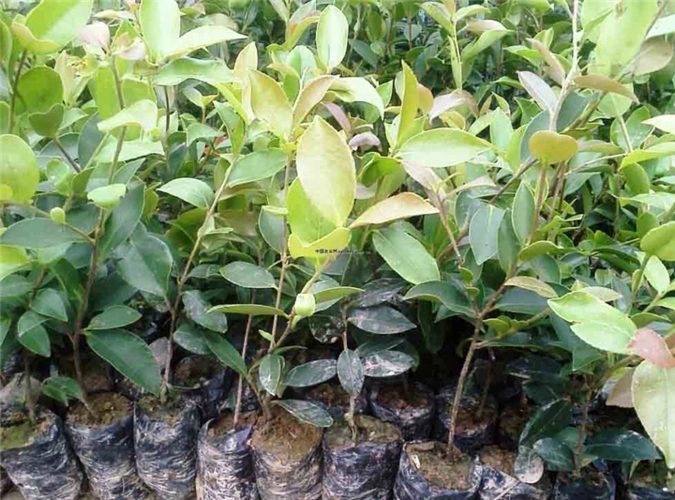 油茶苗形态特征介绍电话13959225718