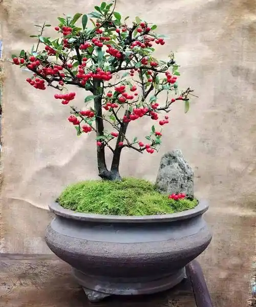 人家花了十年造型完成的火棘盆景他竟说3年就能呈现