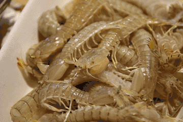 还有个头超大的扇贝·····看到这些海鲜都以为自己在逛海鲜市场了