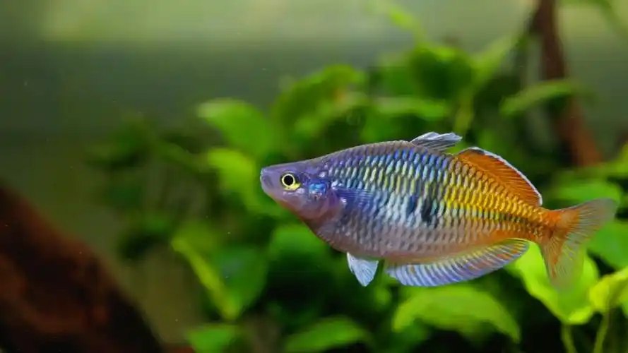 澳洲伯氏彩虹鱼石美人