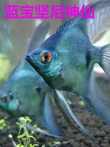 满百顺丰包邮/真阿凡达系列长尾长鳍神仙鱼/燕鱼接吻鱼孔雀鱼短鲷