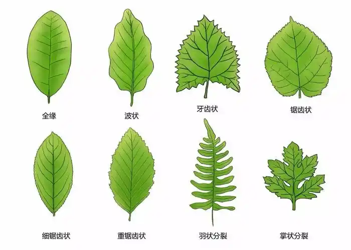 写美篇形状大不同   为什么不同植物的叶子形状不一样呢?