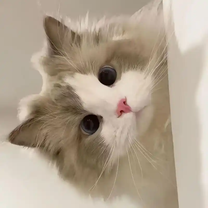 超可爱的哈基米头像#猫咪 ##可爱猫咪头像#  第一组 676767