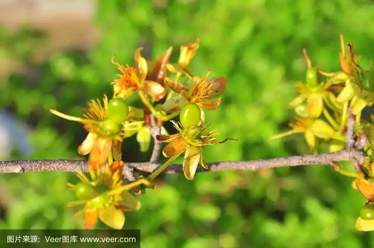 太阳下的绿杏子芽