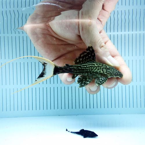 南美异型l090a帝王白剑尾皇冠豹清道龙鱼配角鱼热带观赏鱼宠物