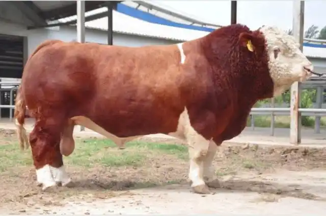 肉牛种业的昨天今天和明天